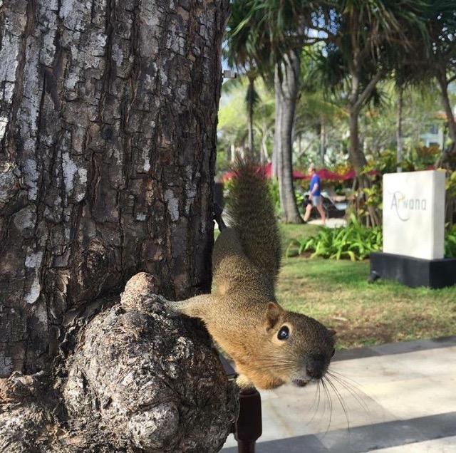 Tanjung Sari Inn Nusa Dua  Exteriör bild